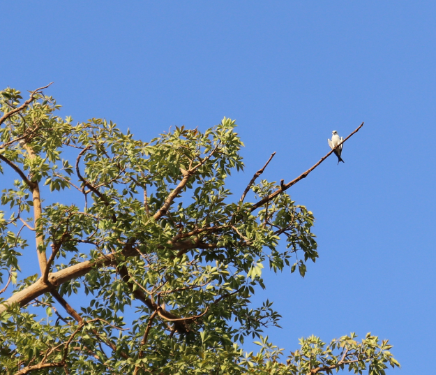 Black-winged Kite - ML283546421