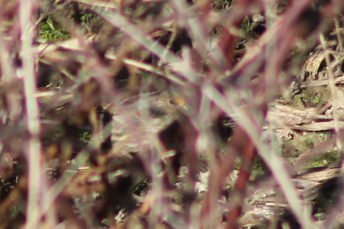 Fringillidae, unbestimmt - ML283546671