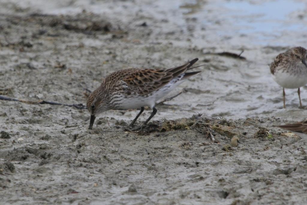 White-rumped Sandpiper - David Jacobs