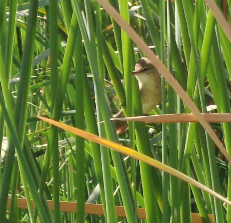 Clamorous Reed Warbler - ML283549561