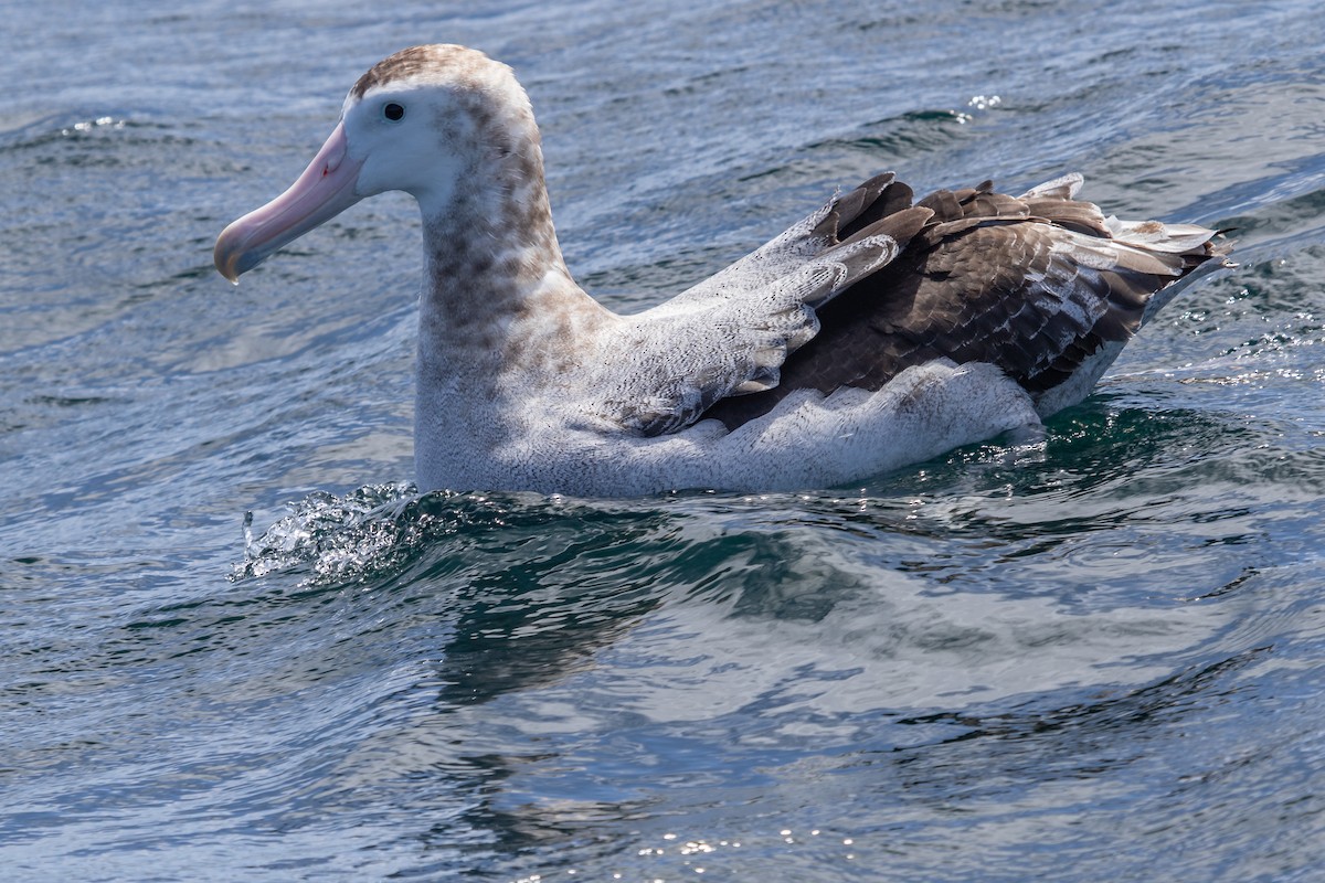 Antipodean Albatross (Gibson's) - ML283552381