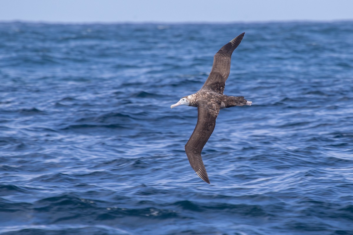 Antipodean Albatross (Gibson's) - Ramit Singal