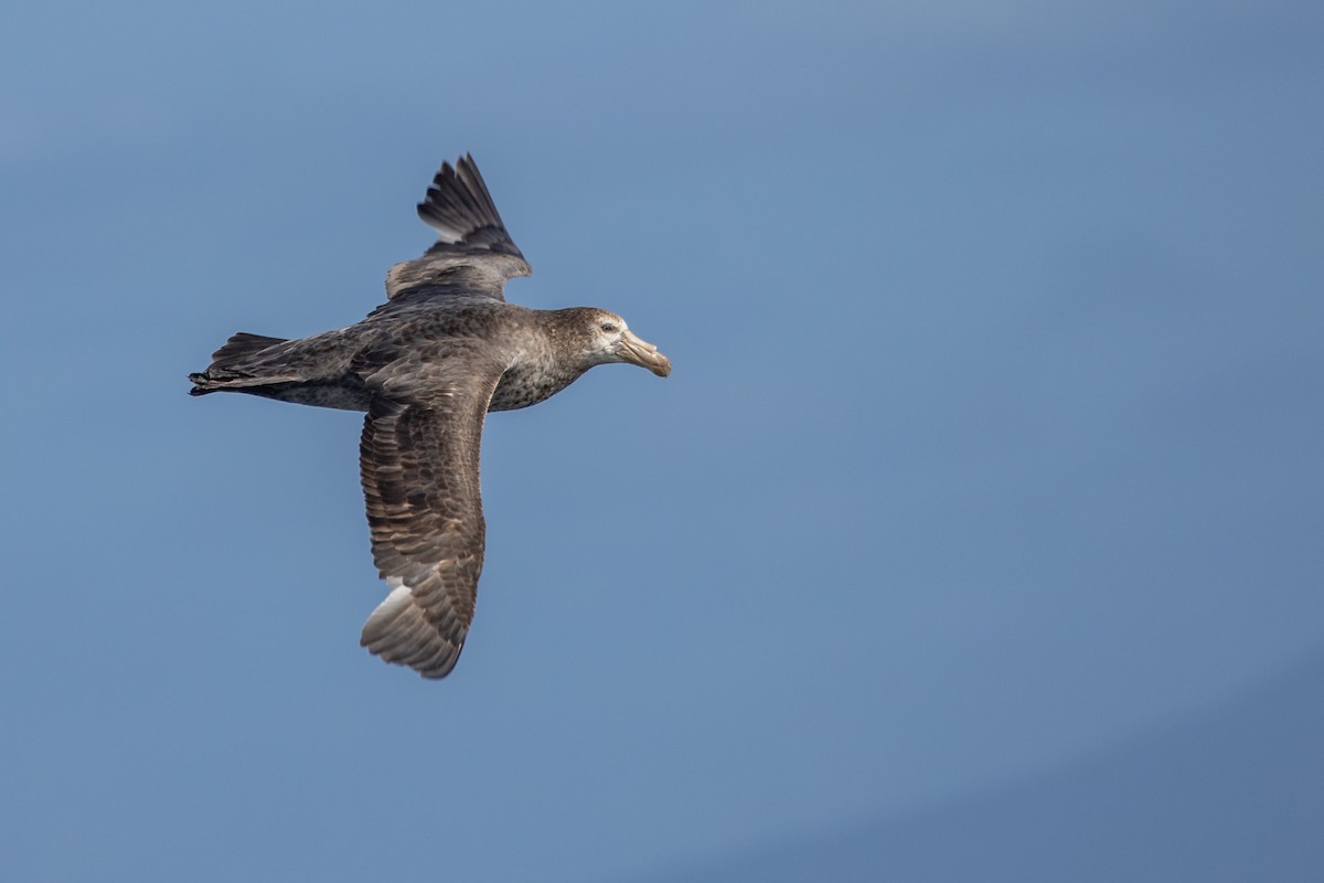 Northern Giant-Petrel - Ramit Singal