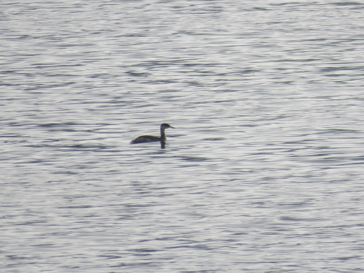 Red-necked Grebe - Phil Ranson