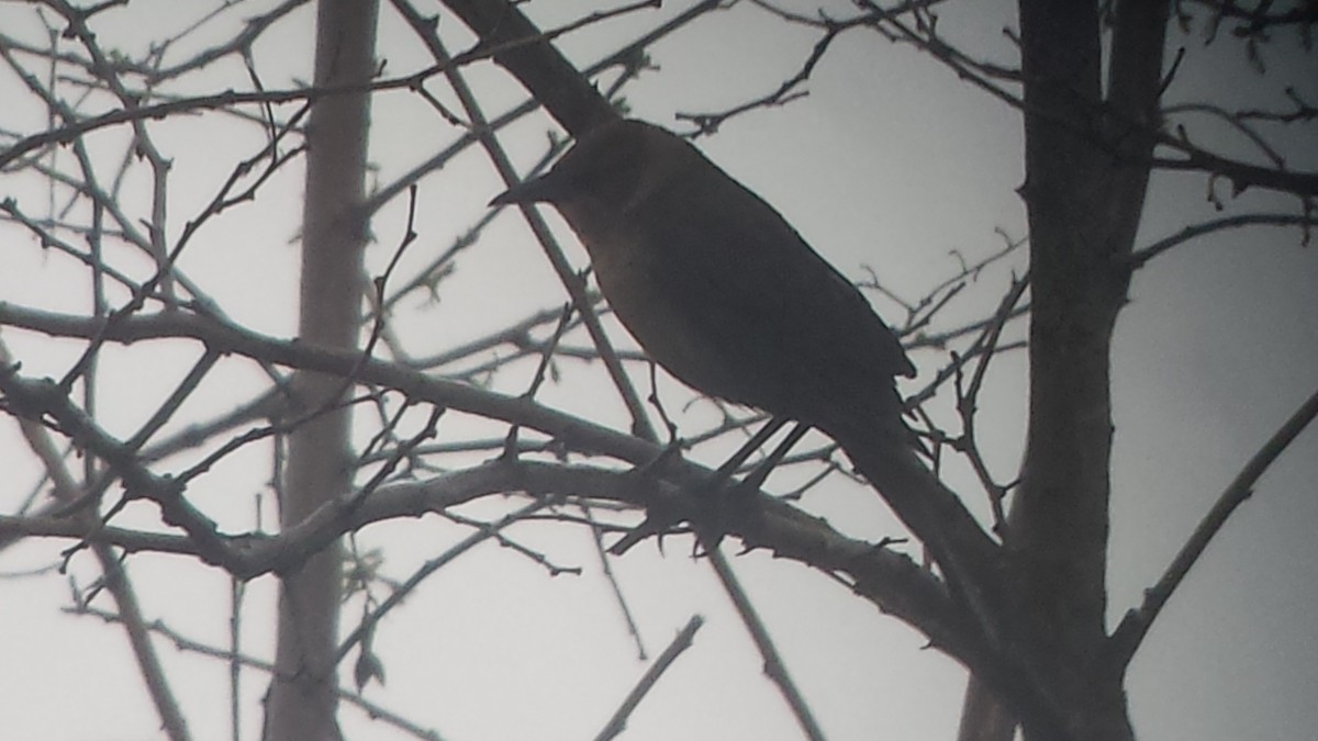 Boat-tailed Grackle - ML28355381
