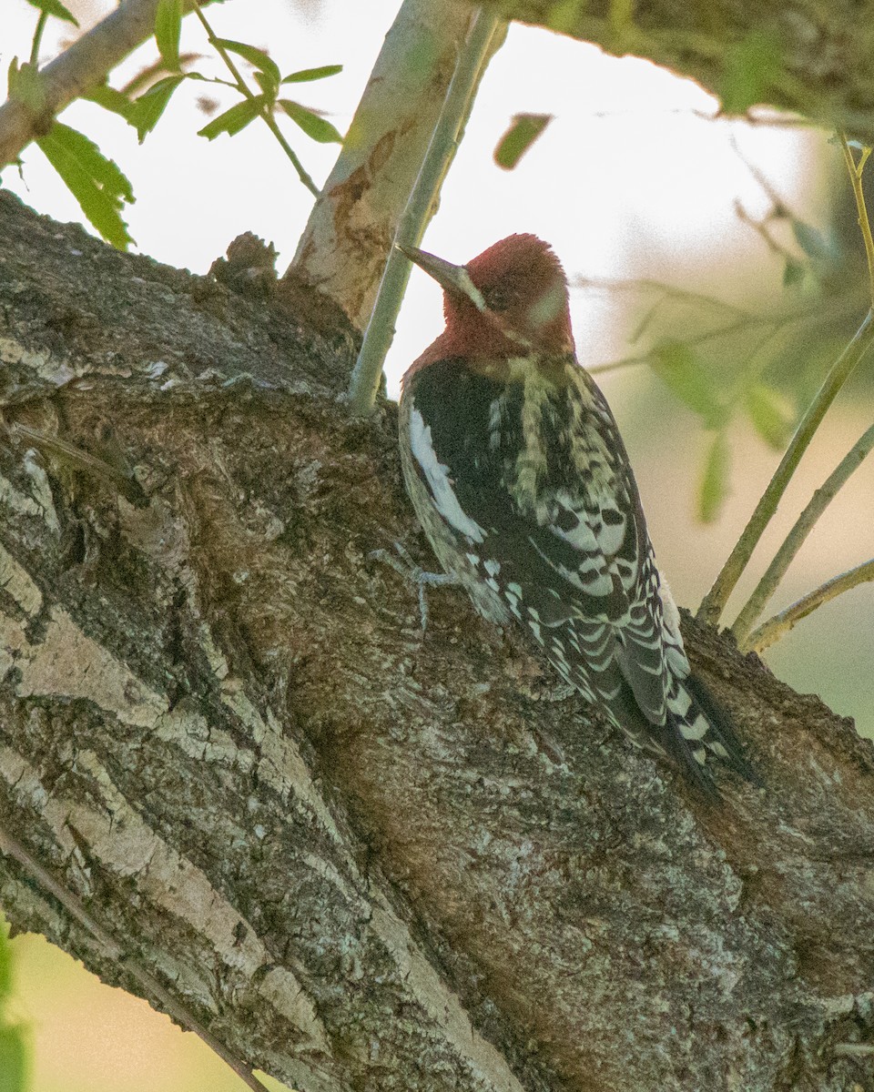 Red-breasted Sapsucker - ML283555131