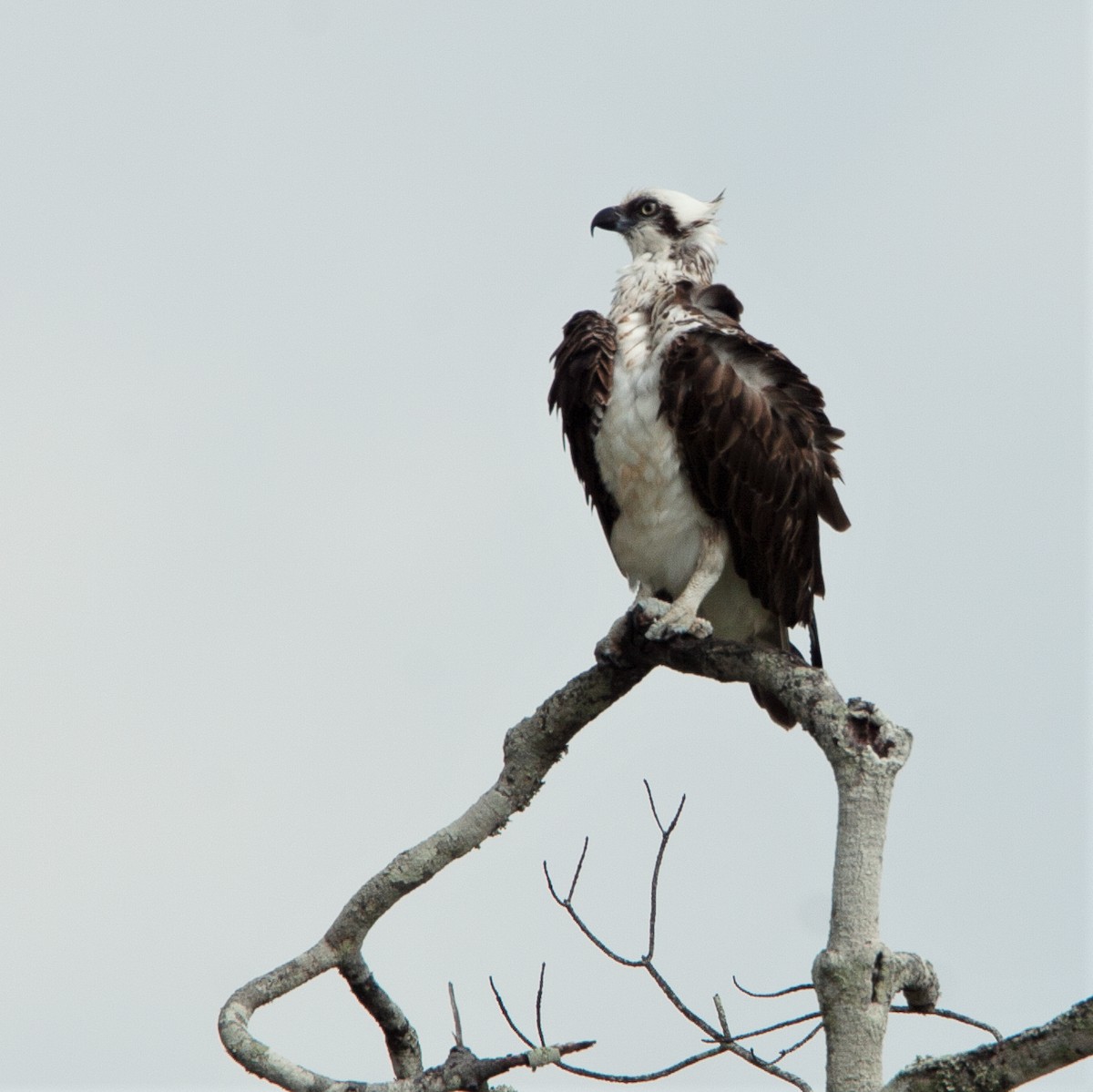 Águila Pescadora - ML283555391