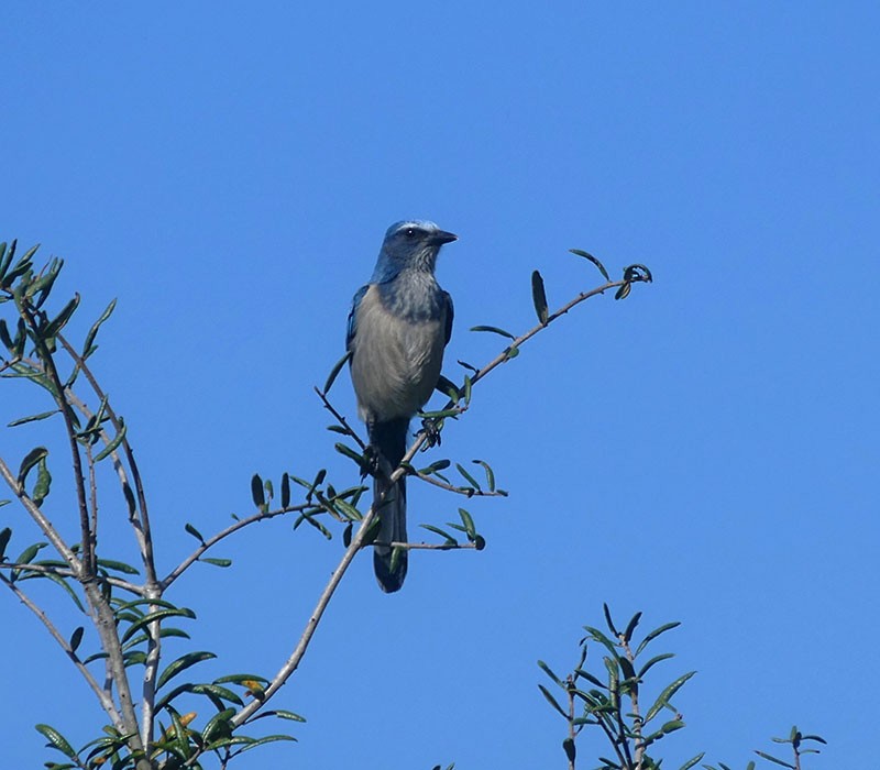 Florida Scrub-Jay - Karen  Hamblett