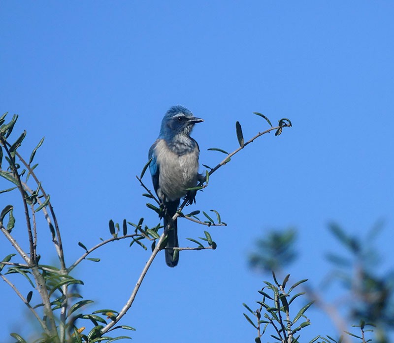 Florida Scrub-Jay - ML283559171