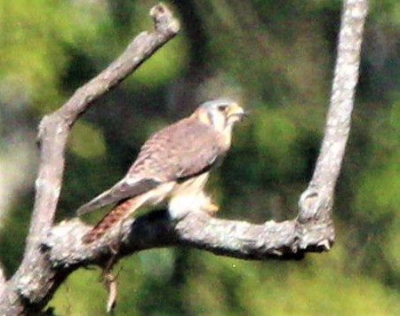 American Kestrel - ML283559231