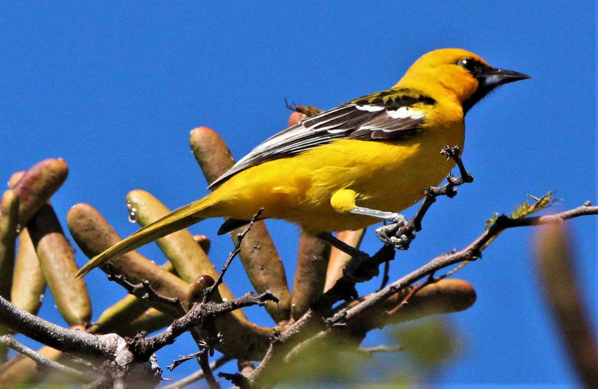 Streak-backed Oriole - ML283559521