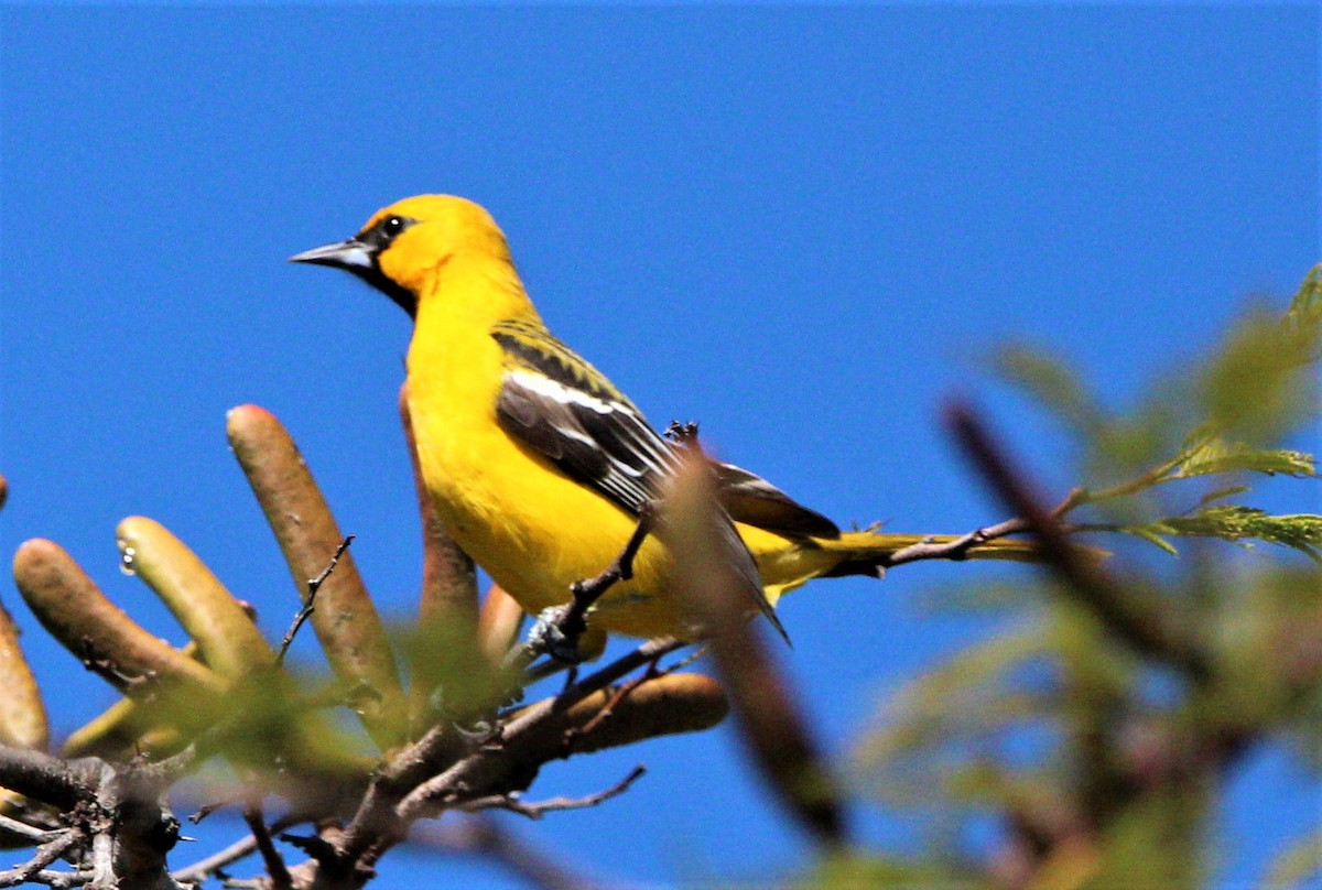 Streak-backed Oriole - ML283559561