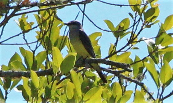 Western Kingbird - ML283559701