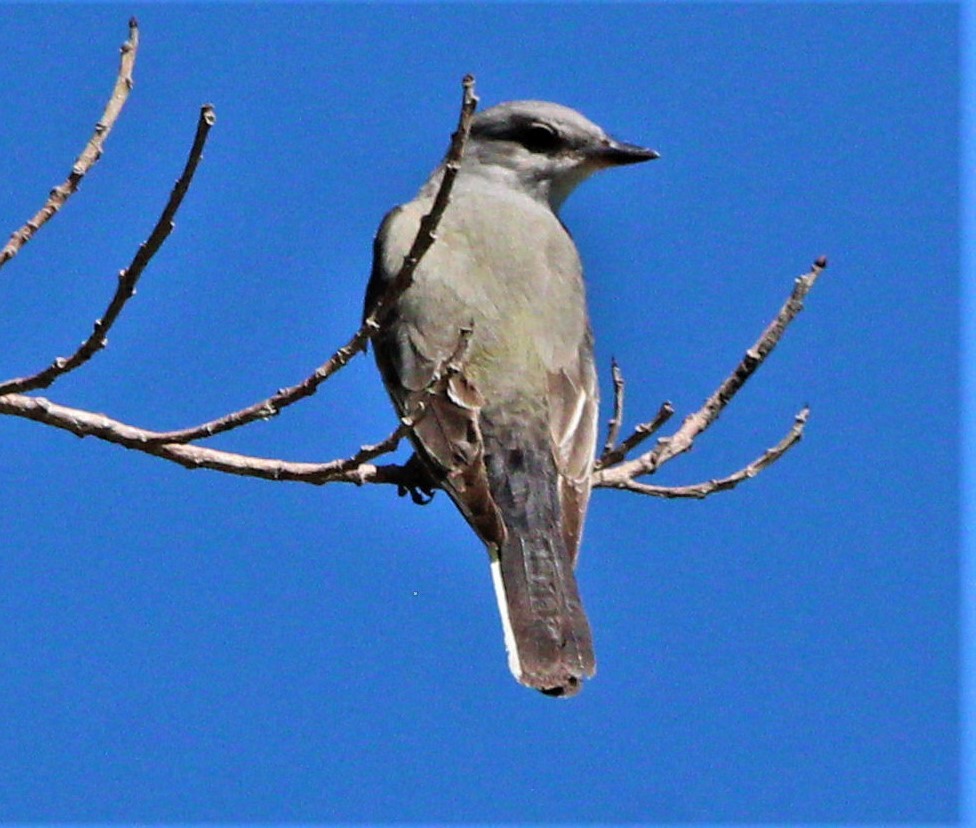 Western Kingbird - ML283559731