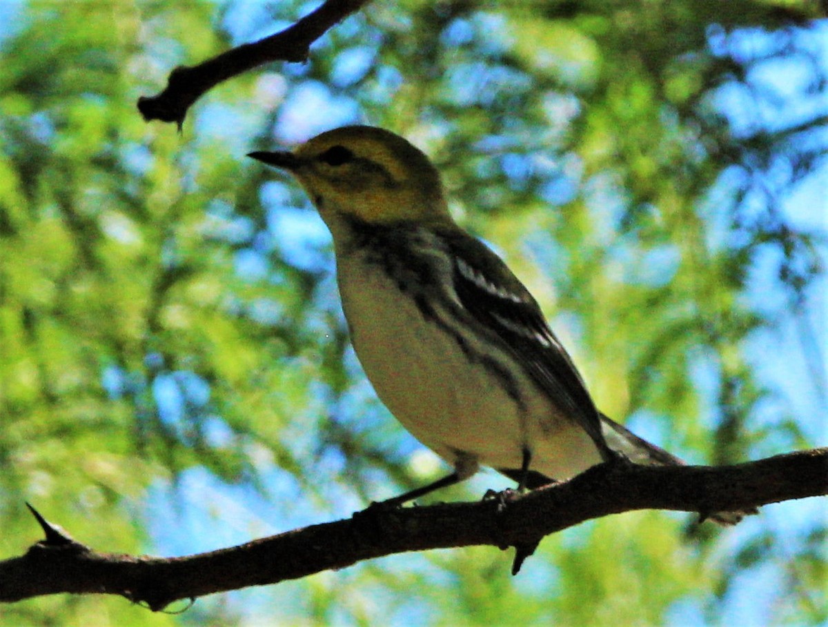 Black-throated Green Warbler - ML283560141