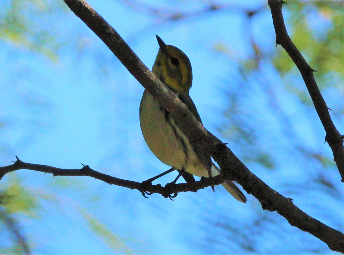 Black-throated Green Warbler - ML283560151