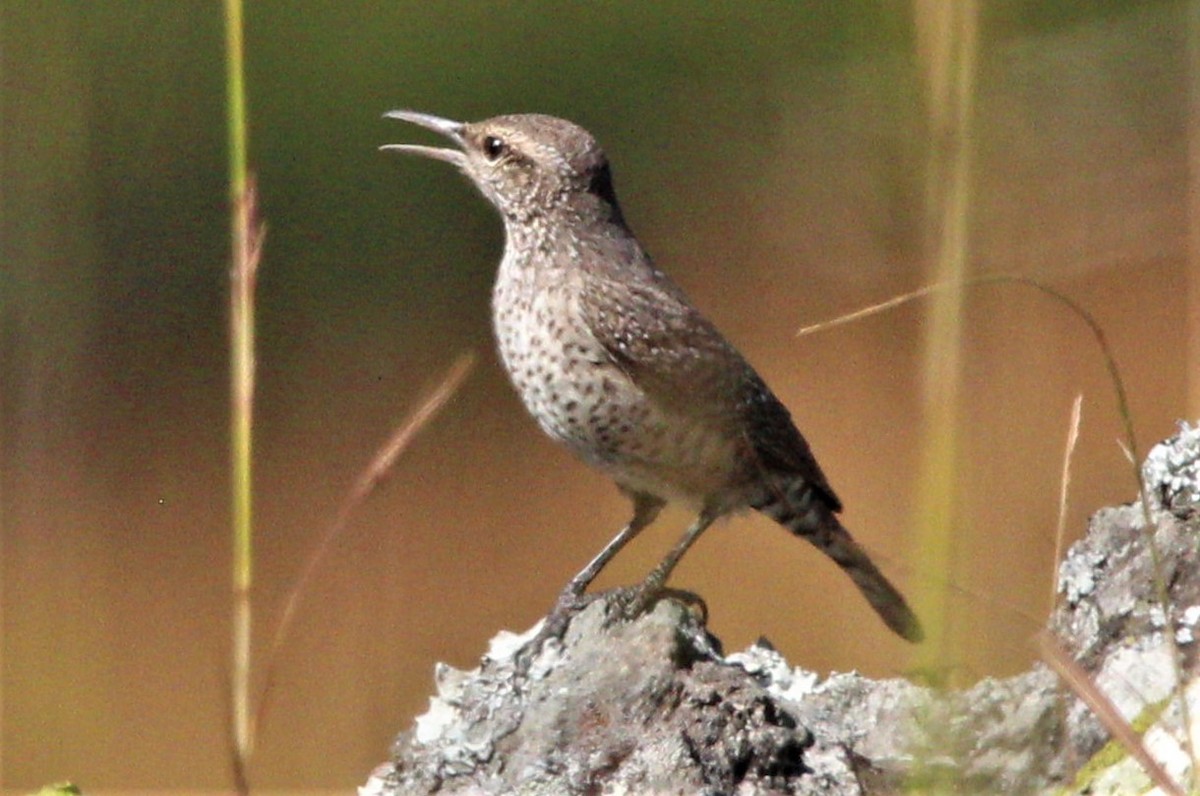 Rock Wren - ML283560791