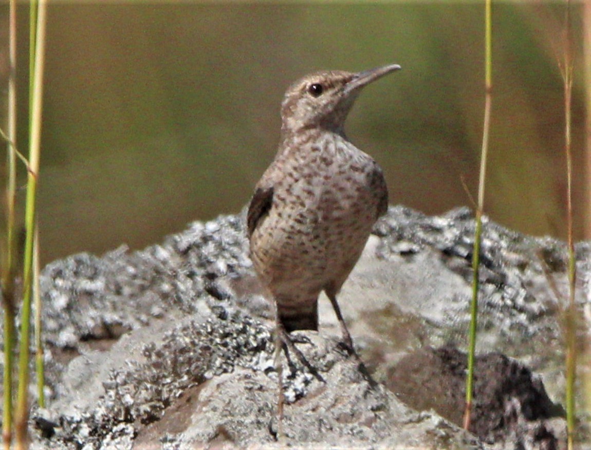 Rock Wren - ML283560821