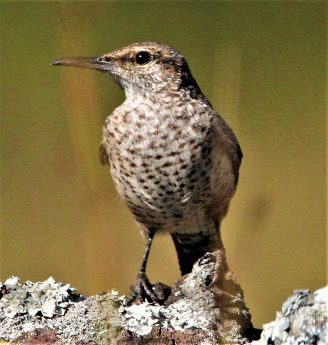 Rock Wren - ML283560951