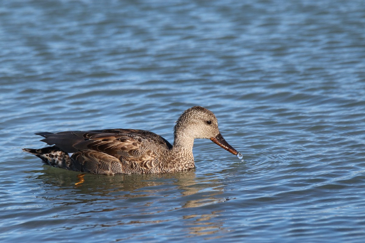 Gadwall - Benjamin Zerante