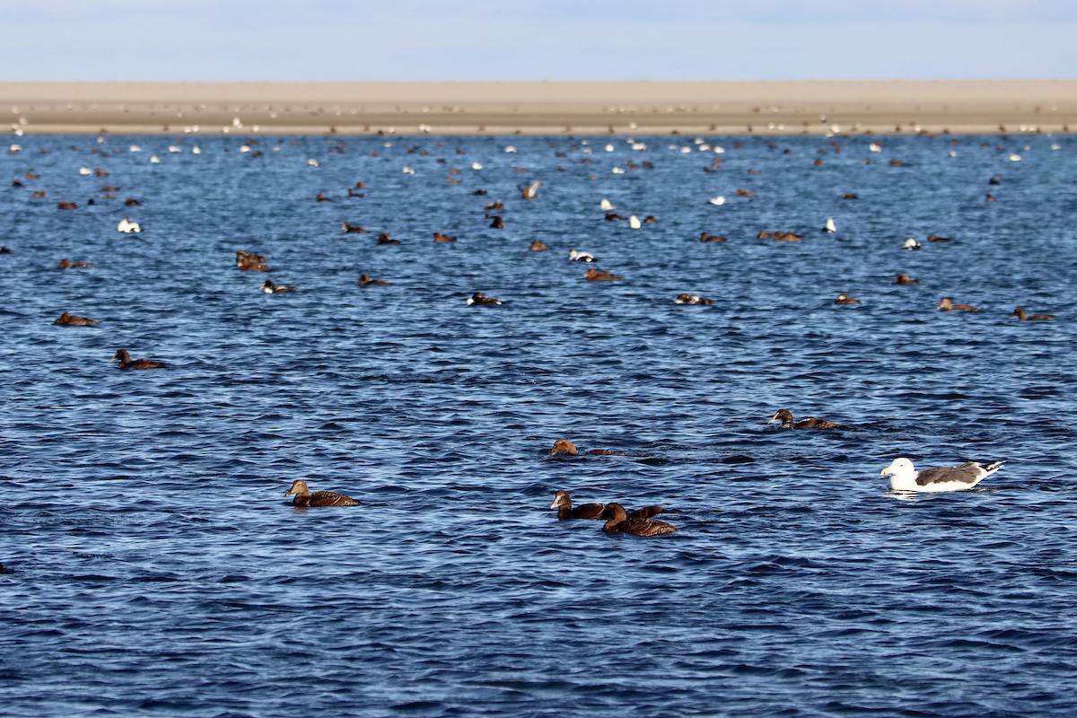 Common Eider - ML283563221