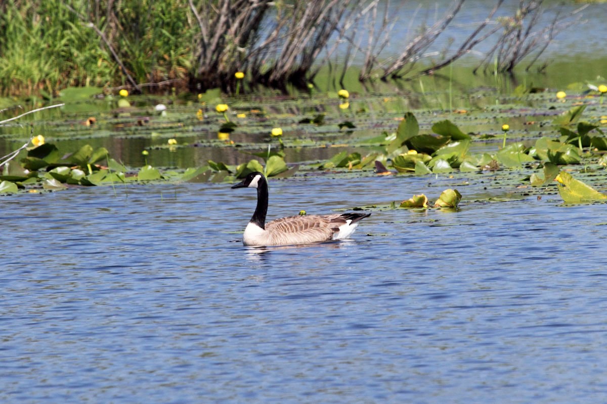 Canada Goose - ML283564021