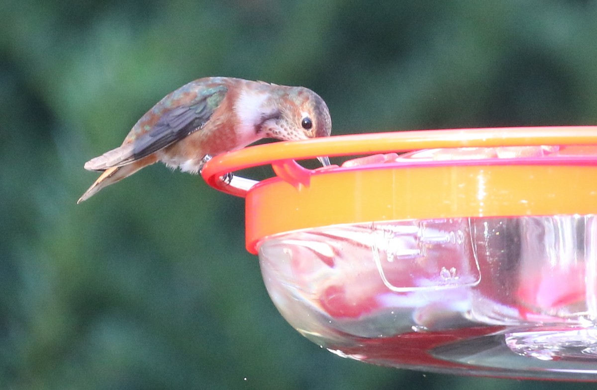 Rufous Hummingbird - ML283565411