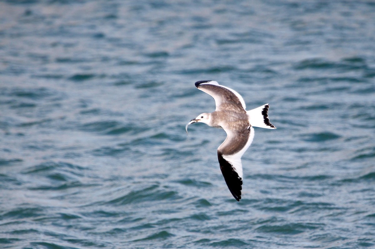 Sabine's Gull - Greg Lawrence