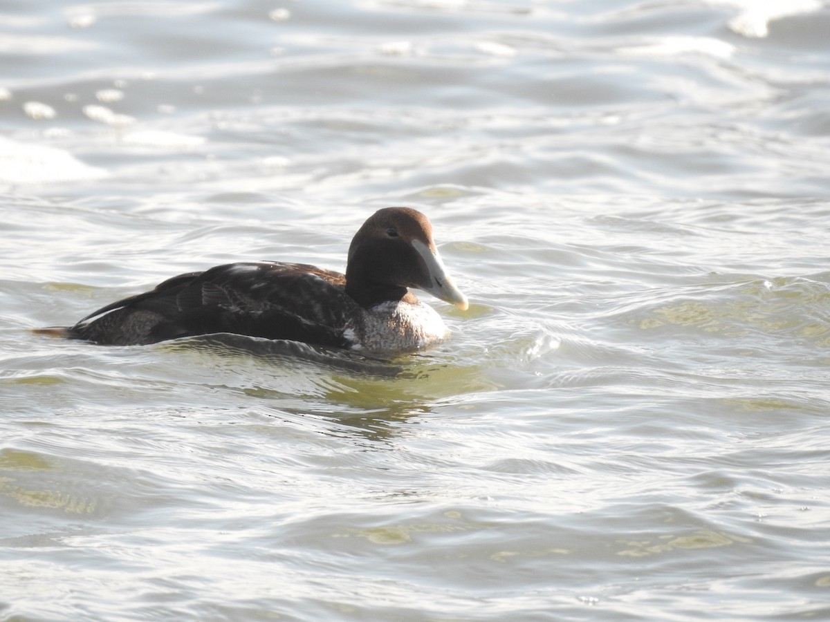 Common Eider - ML283566111