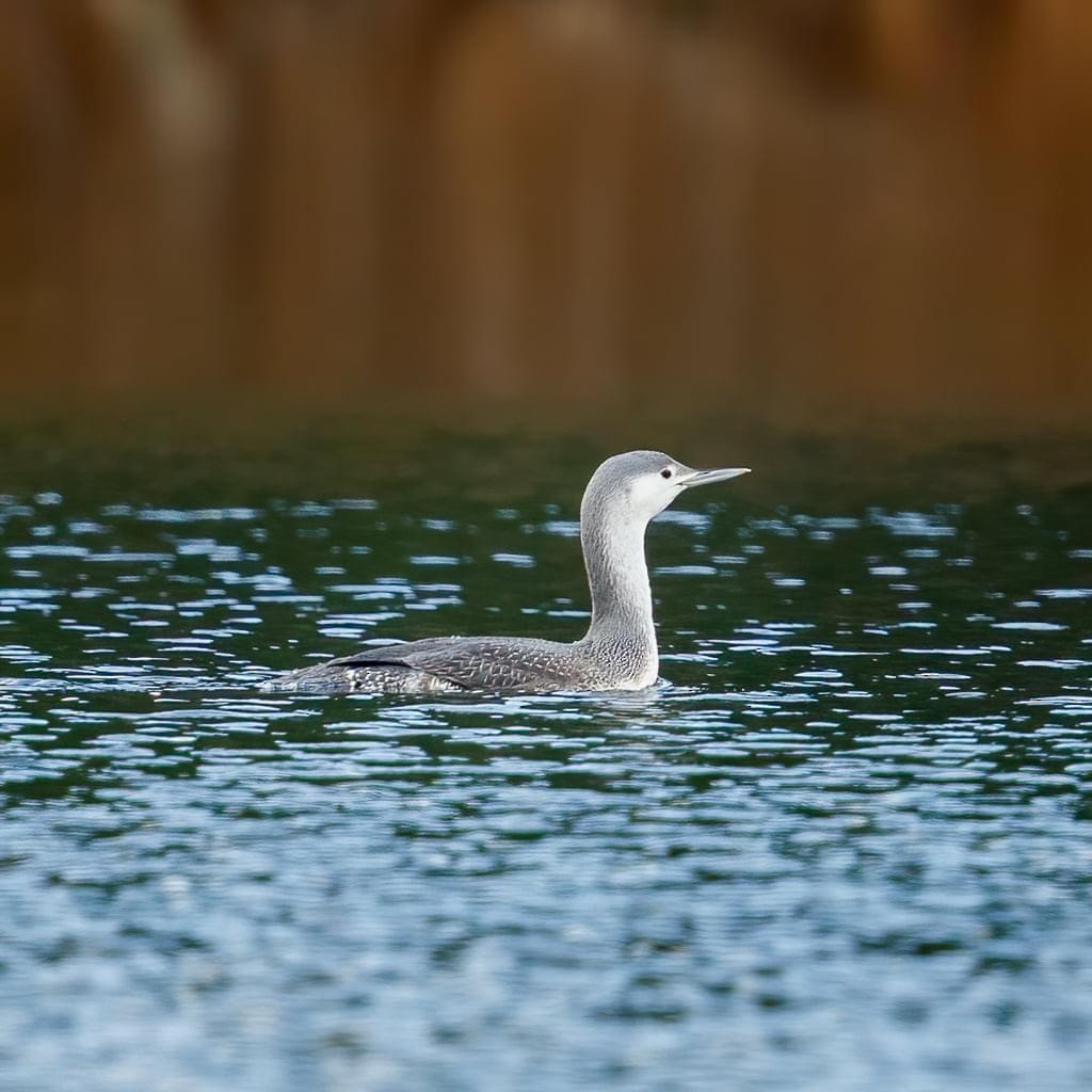 Red-throated Loon - ML283568561