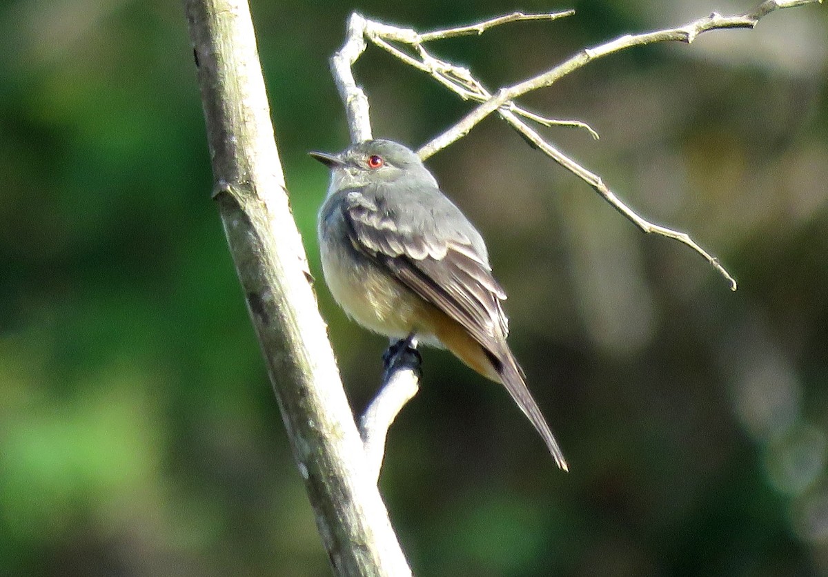 Rufous-tailed Tyrant - ML28357091