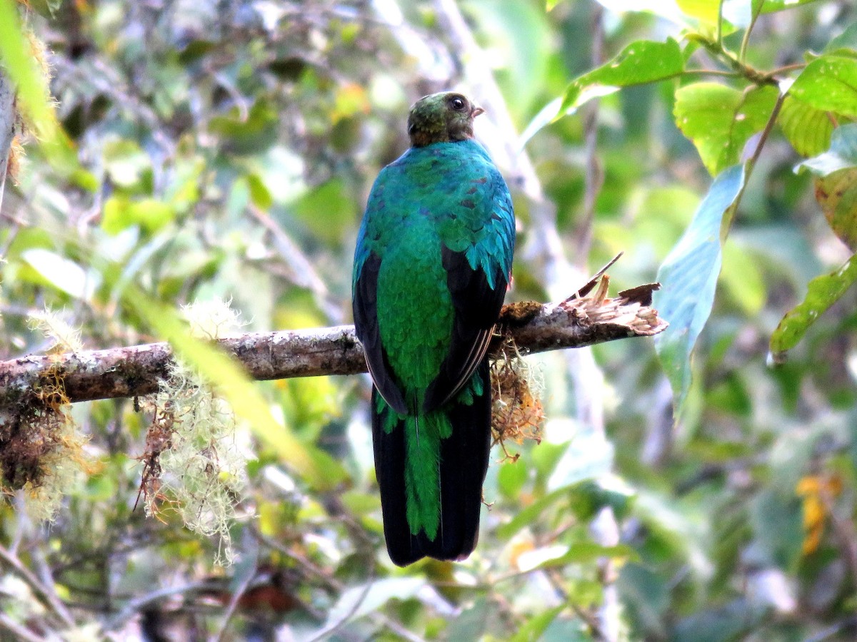 Golden-headed Quetzal - ML28357181