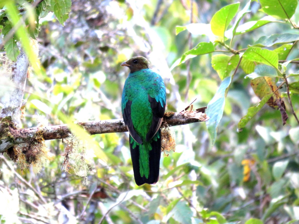 Golden-headed Quetzal - ML28357221