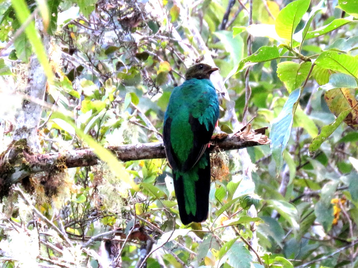 Quetzal Cabecidorado - ML28357231