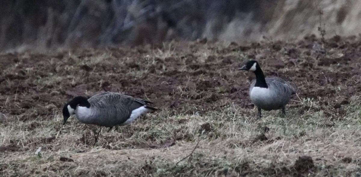 Canada Goose - ML283573071