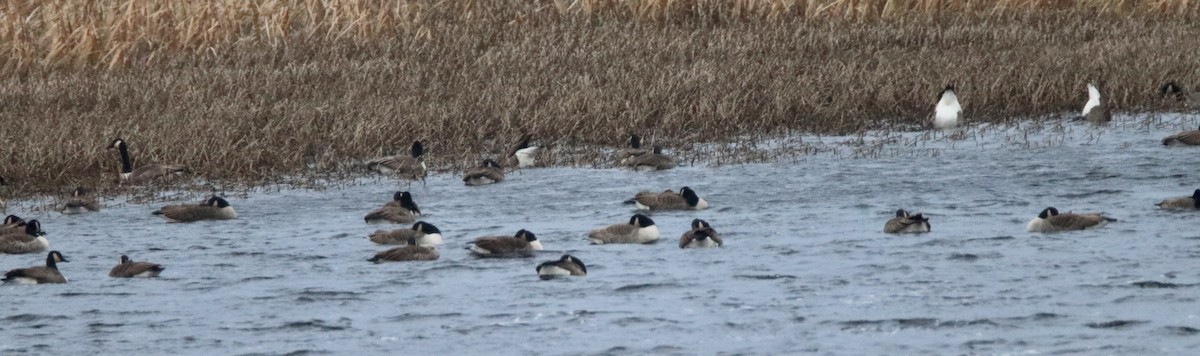 Canada Goose - ML283573431