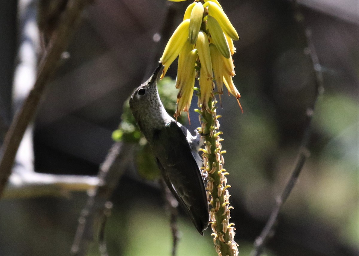 Spot-throated Hummingbird - Michael Collins
