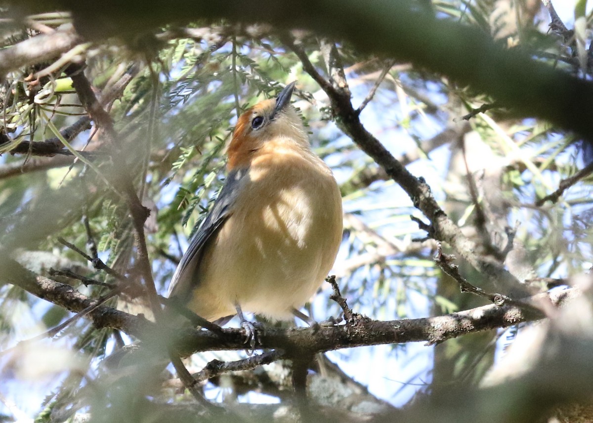 Buff-bellied Tanager - Michael Collins