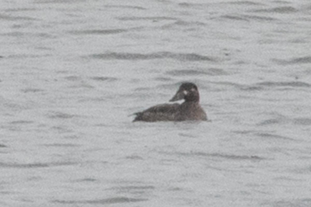 Surf Scoter - ML283576631