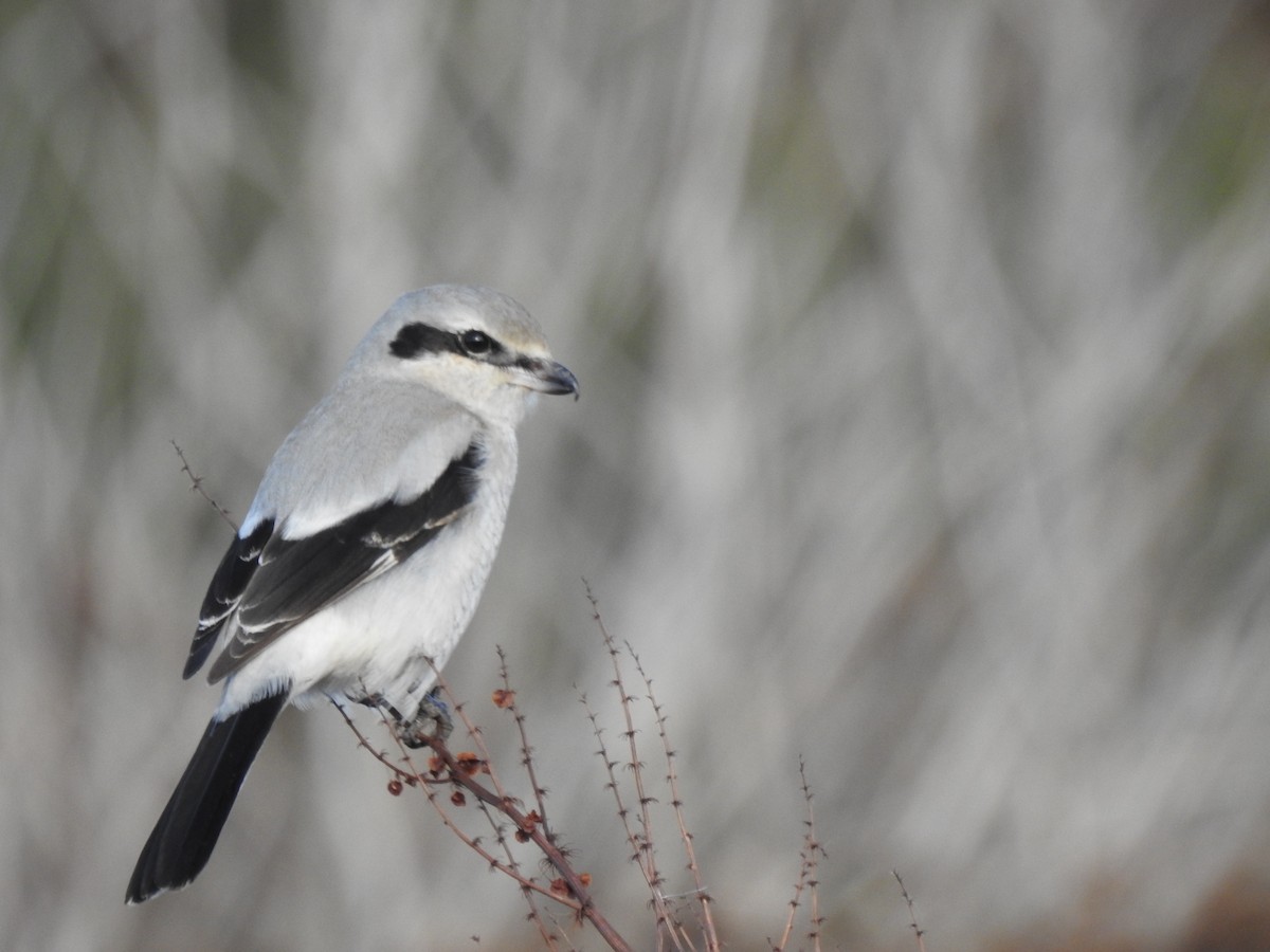 Northern Shrike - ML283577231