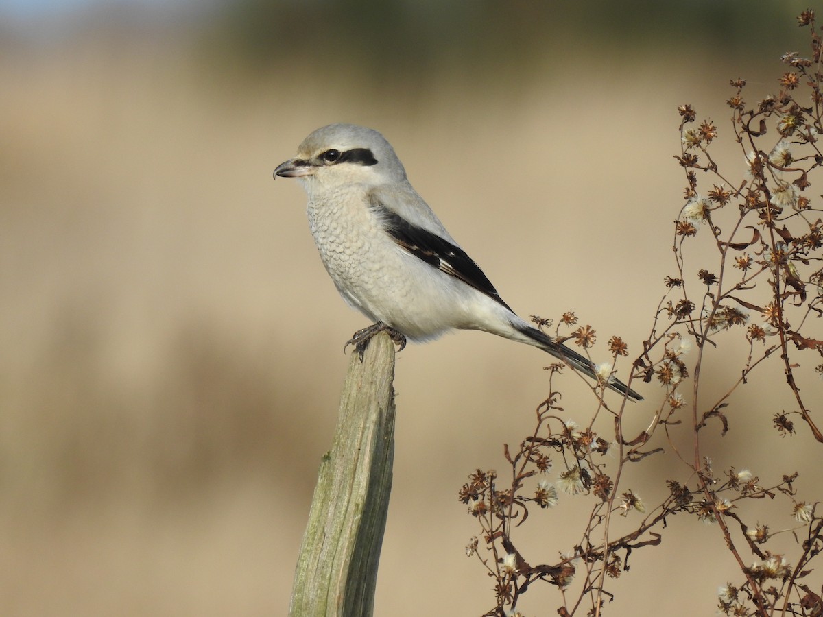 Northern Shrike - ML283577241