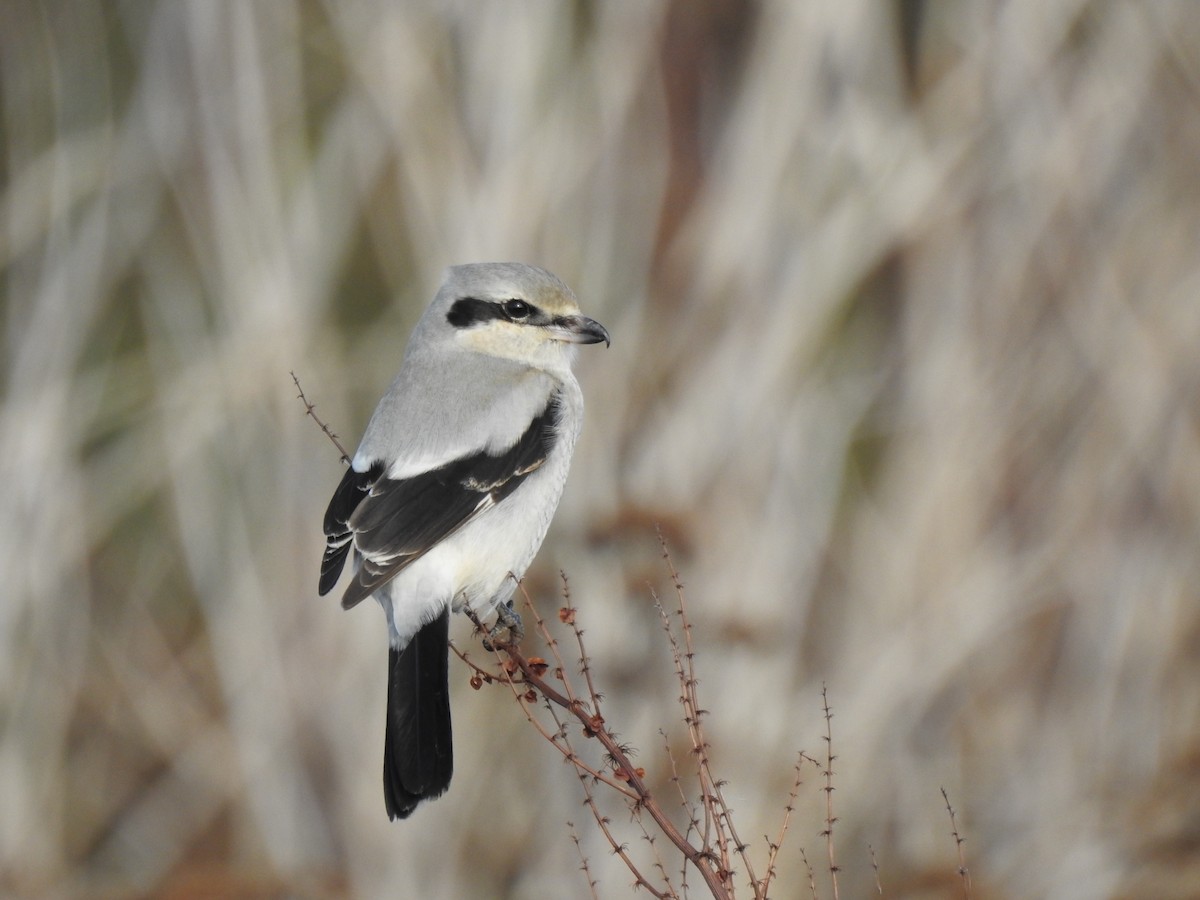 Northern Shrike - ML283577321