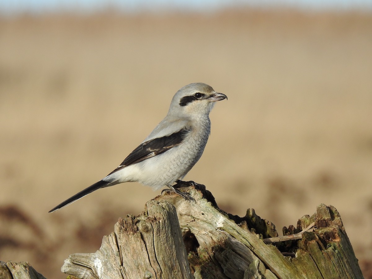 Northern Shrike - ML283577391