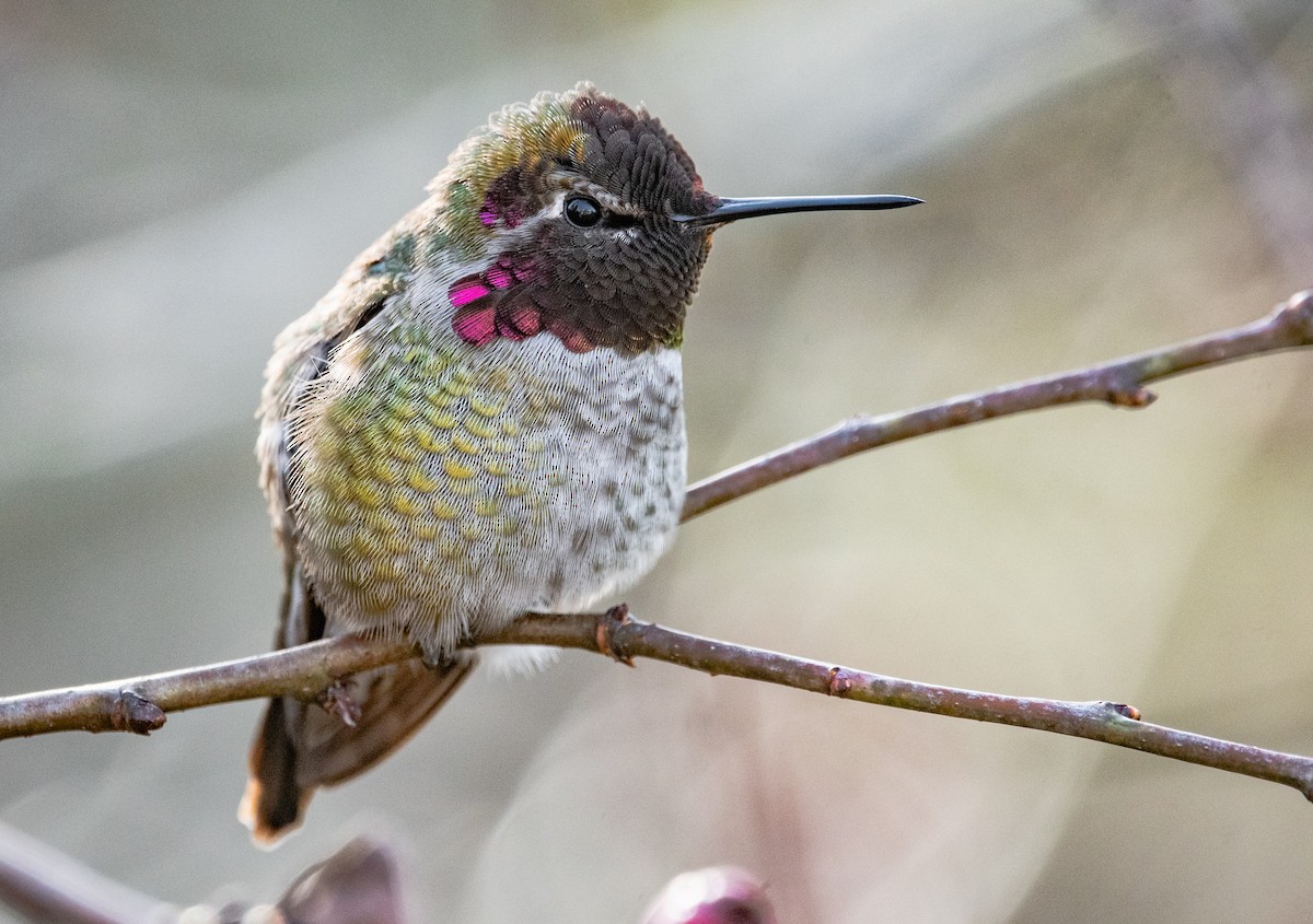 Anna's Hummingbird - Mason Maron