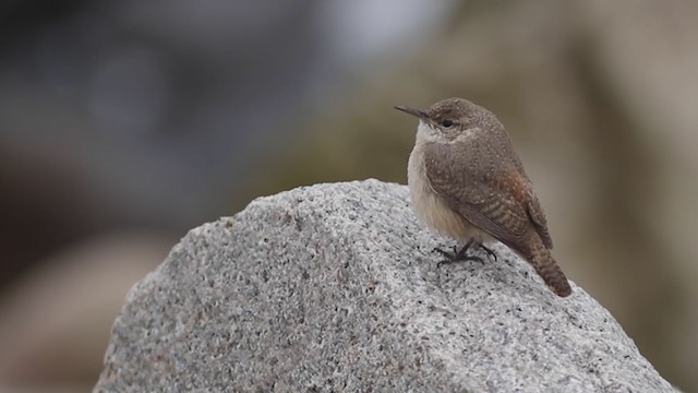 Rock Wren - ML283577831