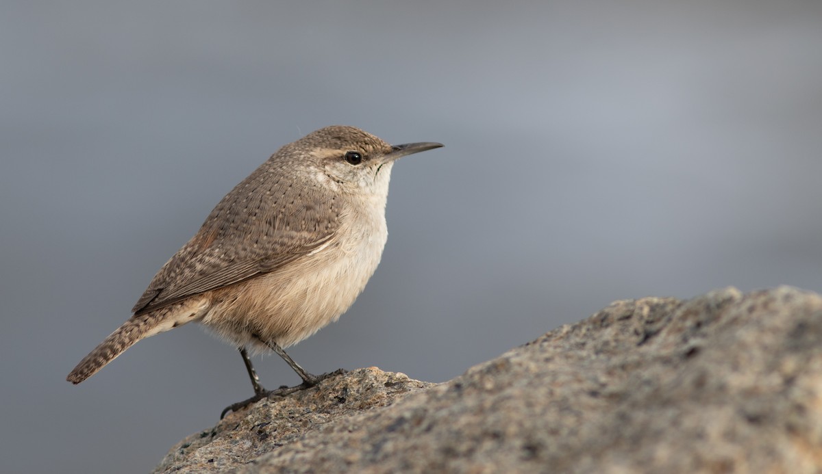 Rock Wren - Doug Hitchcox