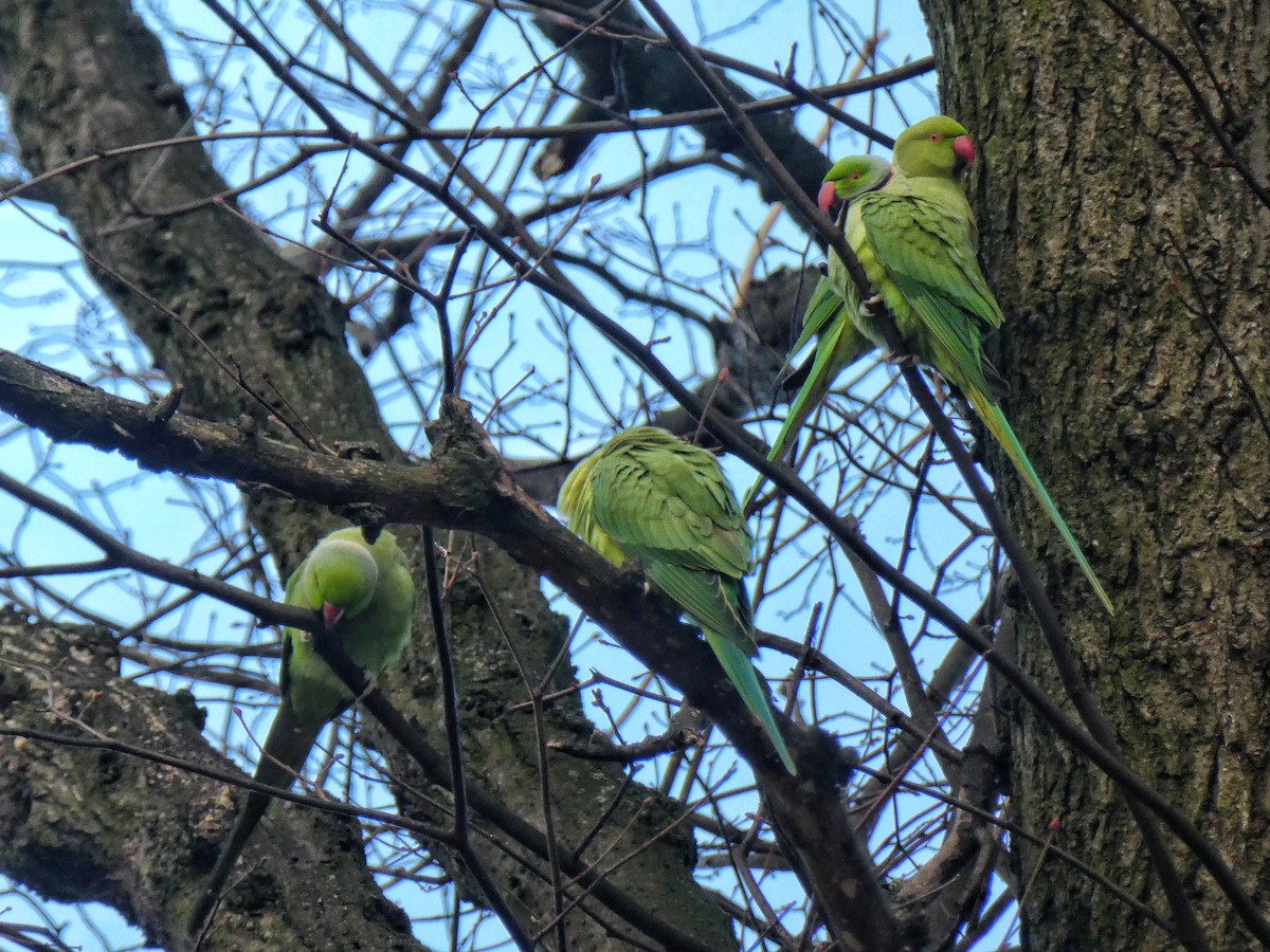 Rose-ringed Parakeet - ML283583951