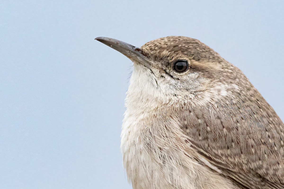 Rock Wren (Northern) - Sam Zhang
