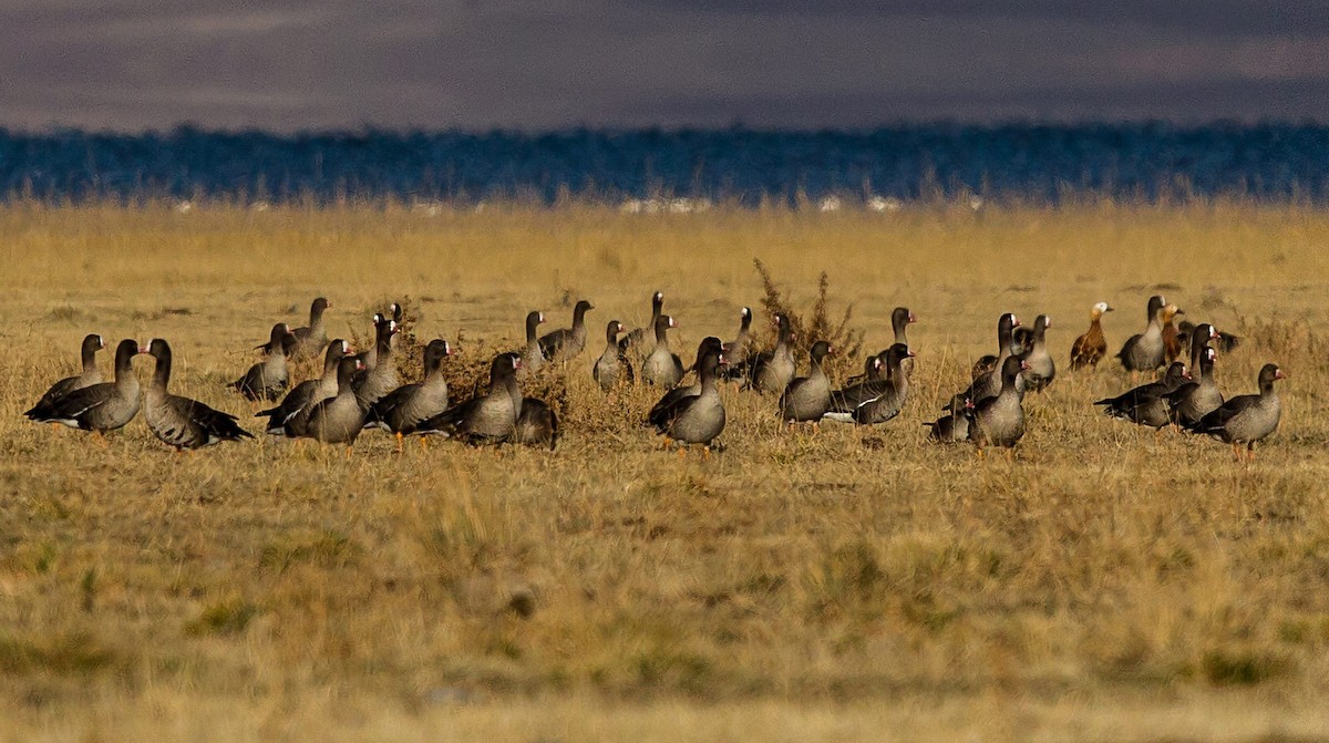 Lesser White-fronted Goose - ML283587031