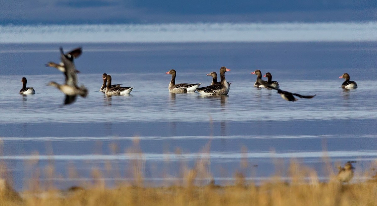 Graylag Goose - ML283587161